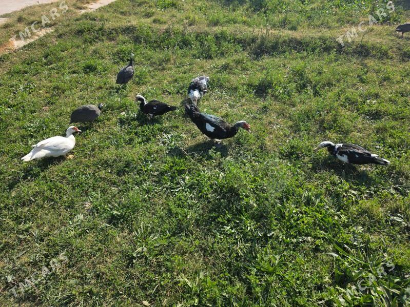 indautga ordek - Aşgabat - img 3