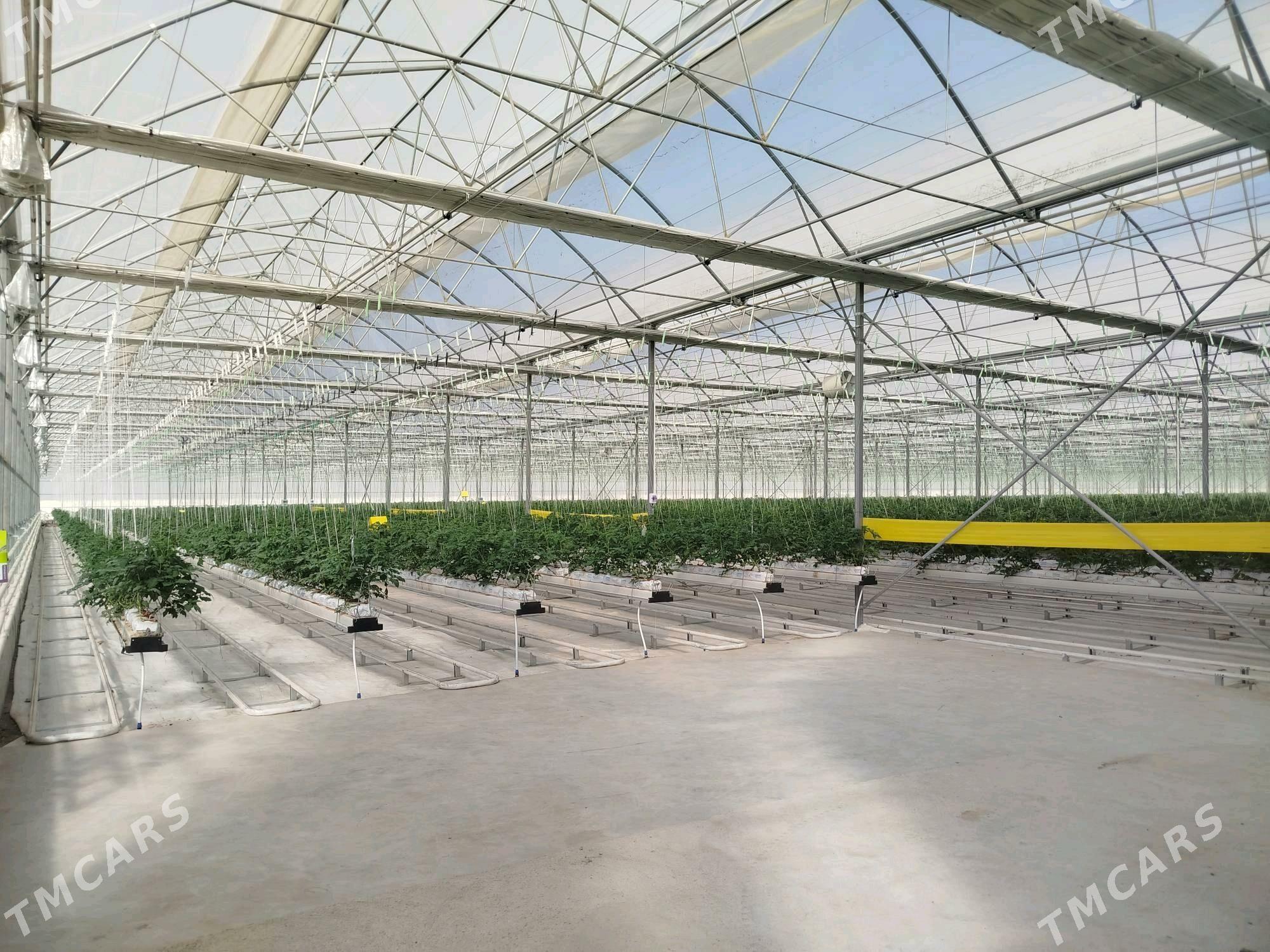 Teplissa işgär gerek - Gökdepe - img 2