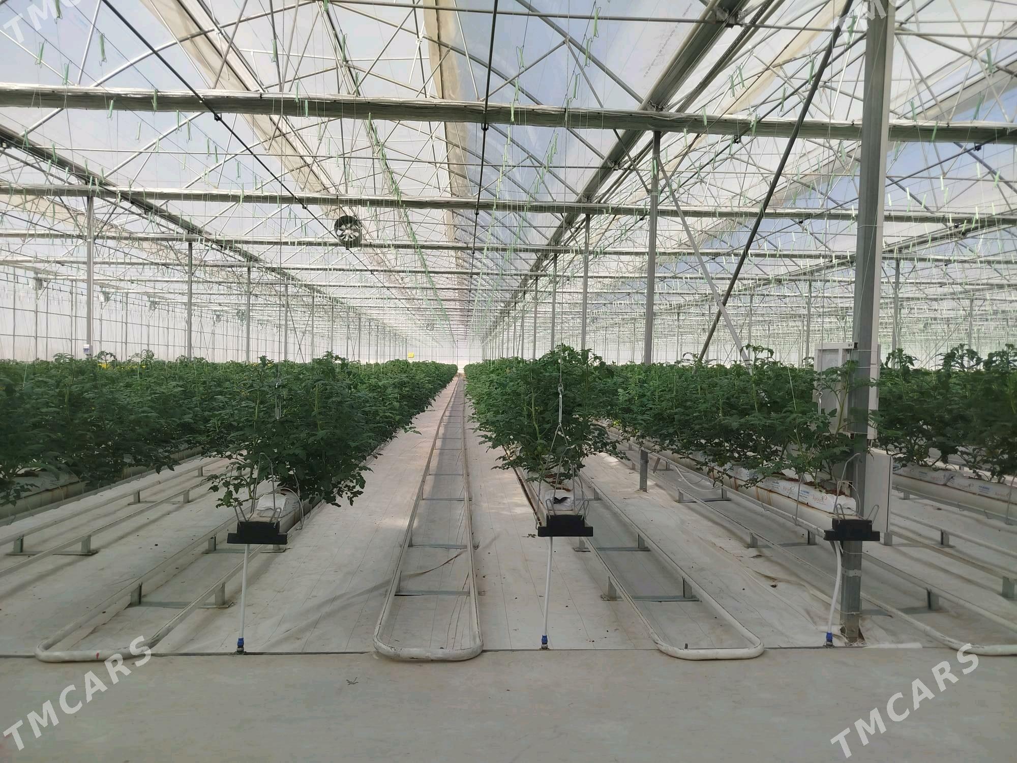 Teplissa işgär gerek - Gökdepe - img 1