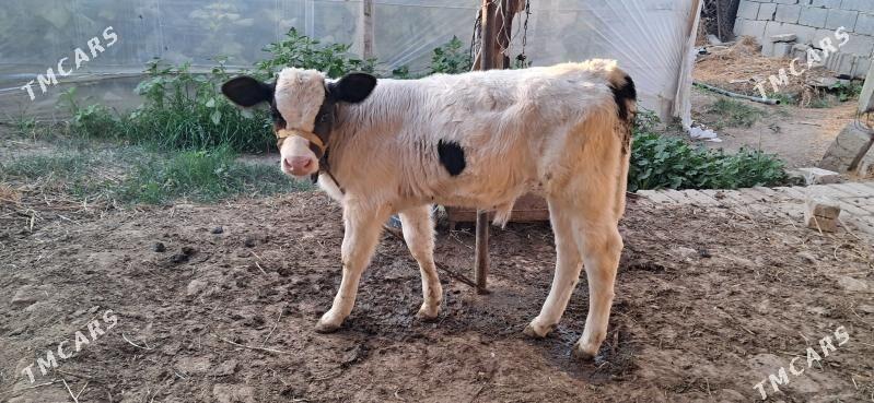 Göleli sygyr - Gypjak - img 5