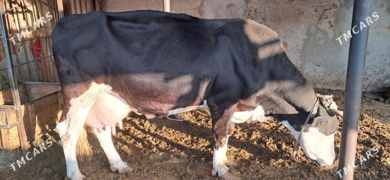 Göleli sygyr - Gypjak - img 2