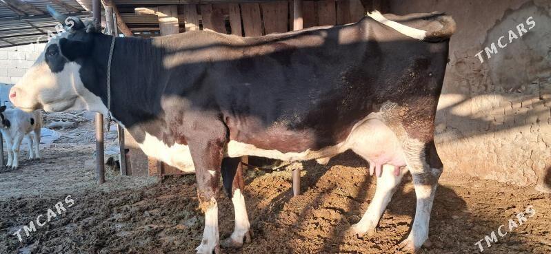 Göleli sygyr - Gypjak - img 3