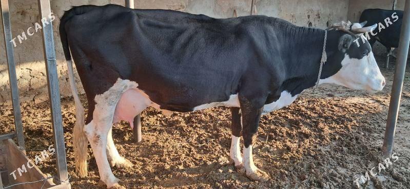 Göleli sygyr - Gypjak - img 1