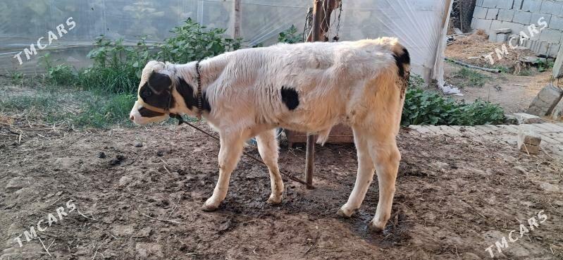 Göleli sygyr - Gypjak - img 4