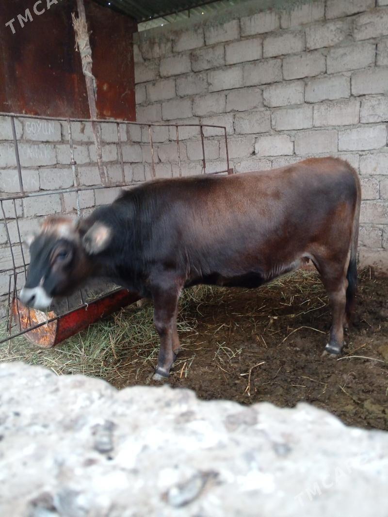 tuwe - Яшлык - img 3