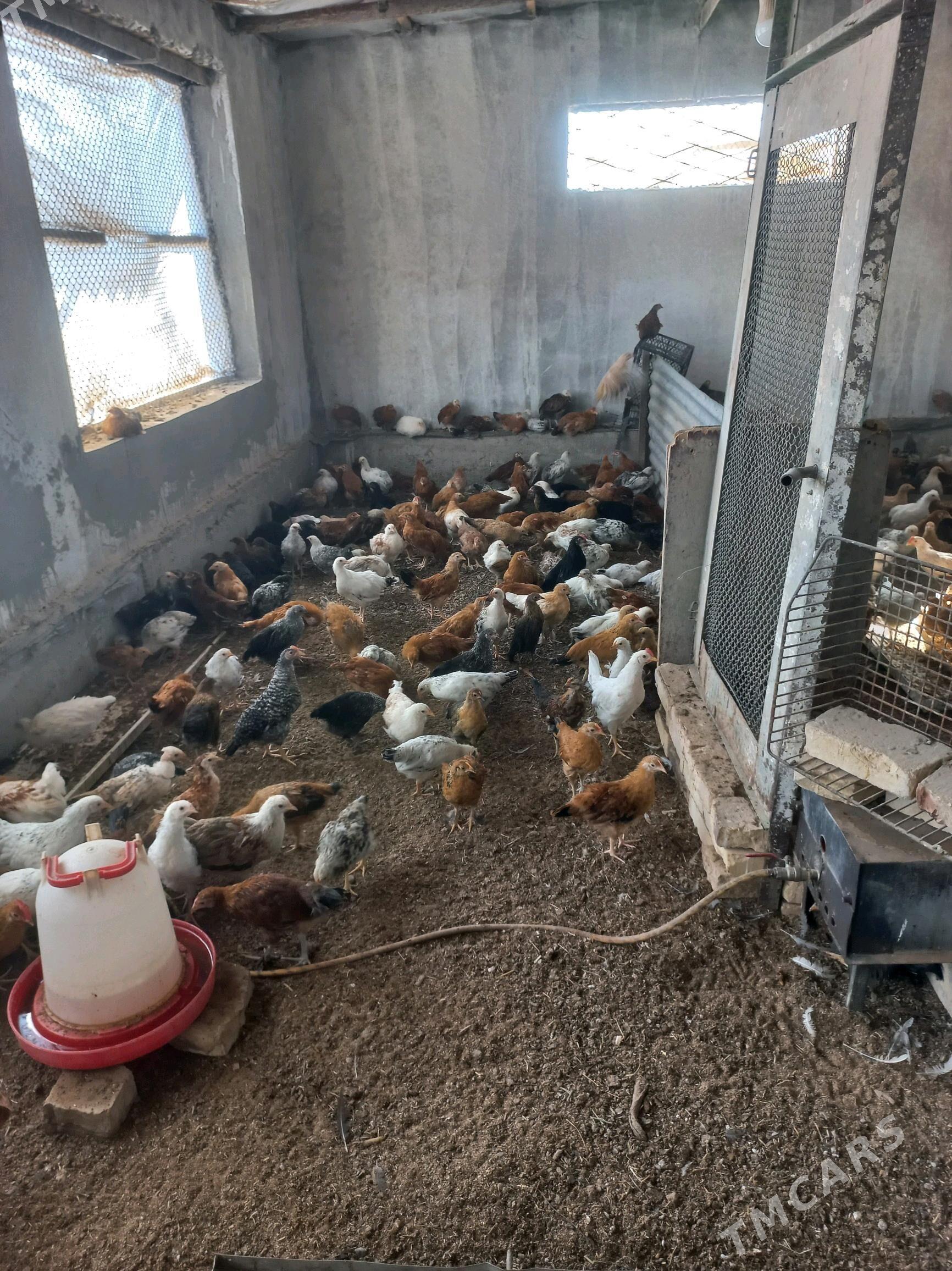 Towyk juje - Бабадайхан - img 3