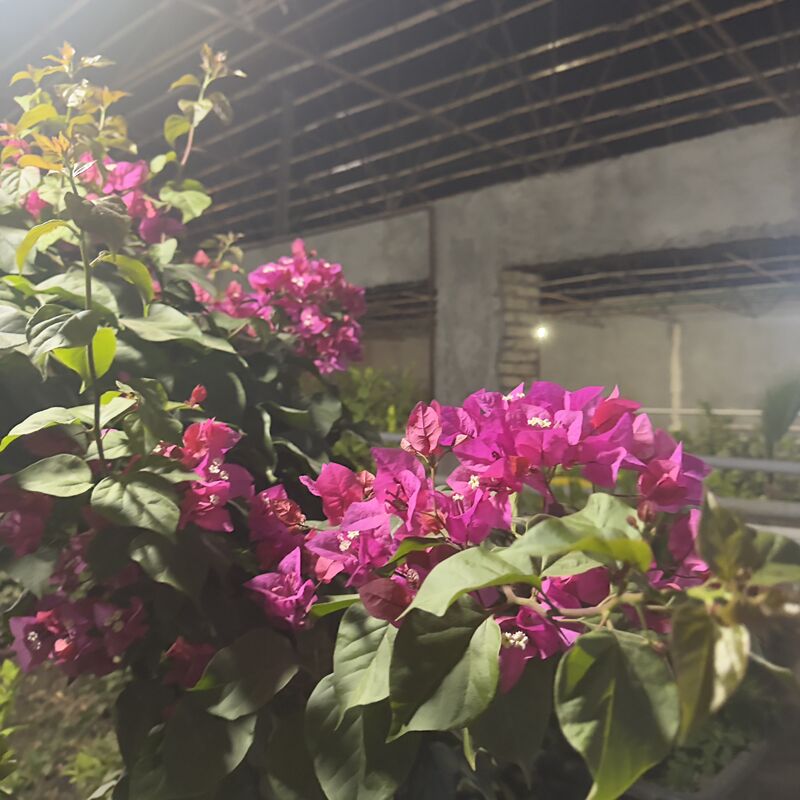 продается дача - Туркменабат - img 5