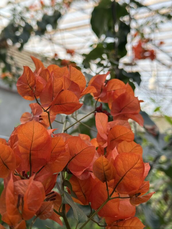 продается дача - Туркменабат - img 8