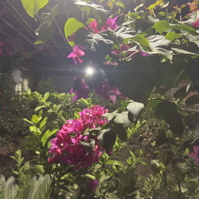 продается дача - Туркменабат - img 4