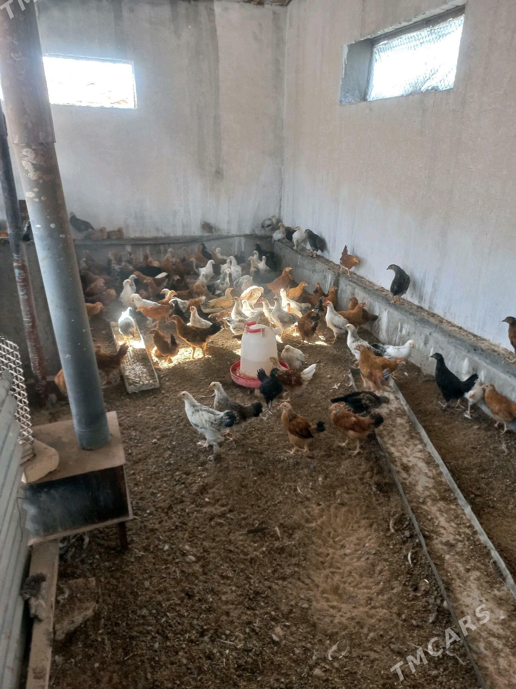 Towyk juje - Бабадайхан - img 4