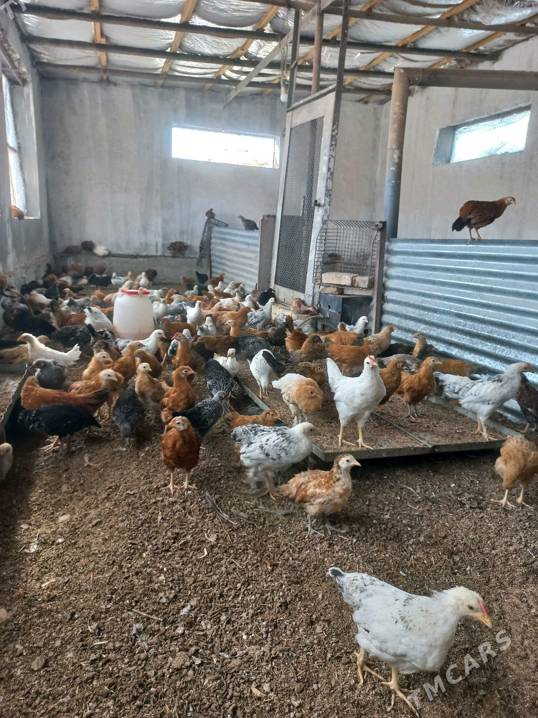 Towyk juje - Бабадайхан - img 2