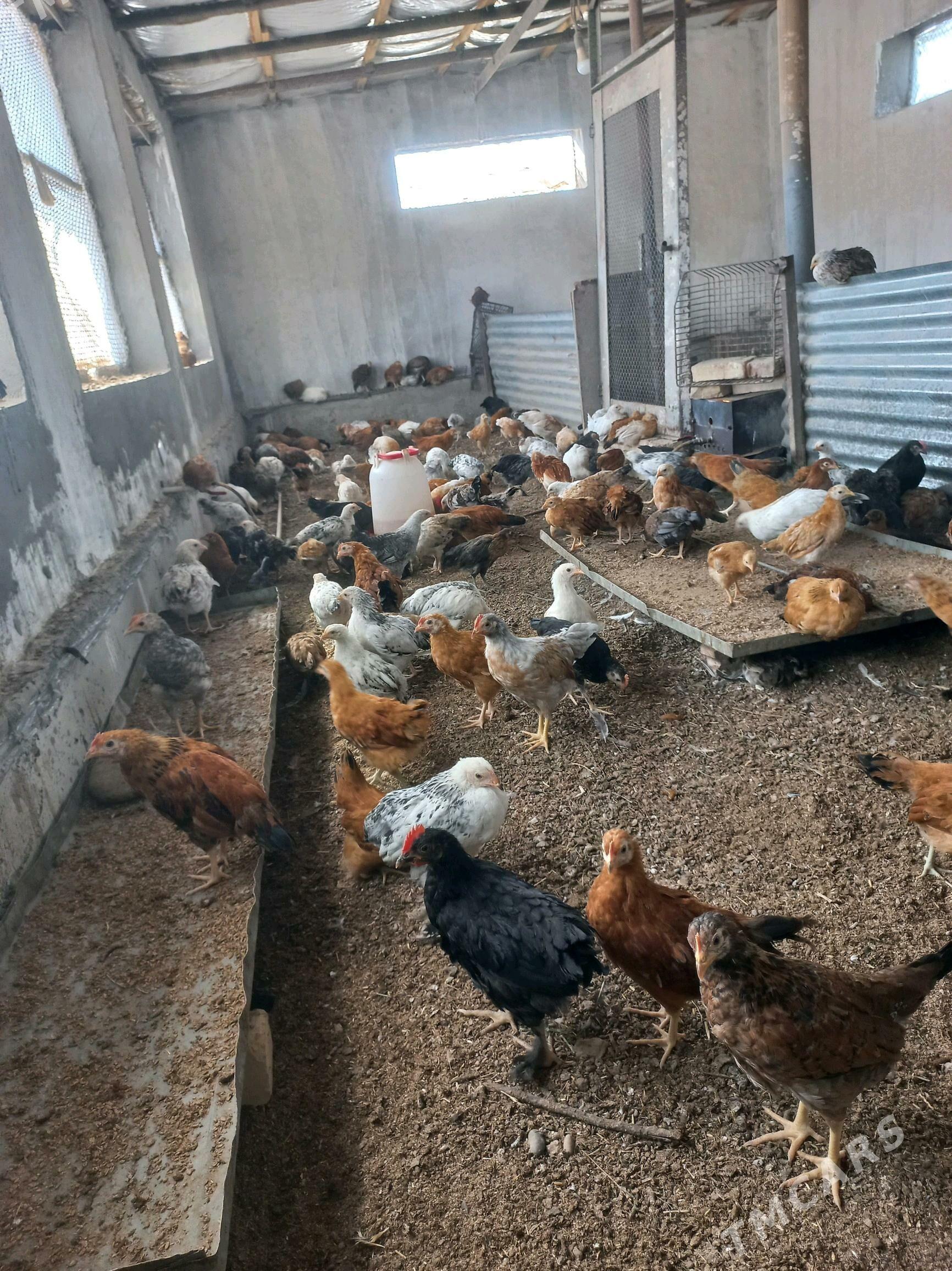 Towyk juje - Бабадайхан - img 1