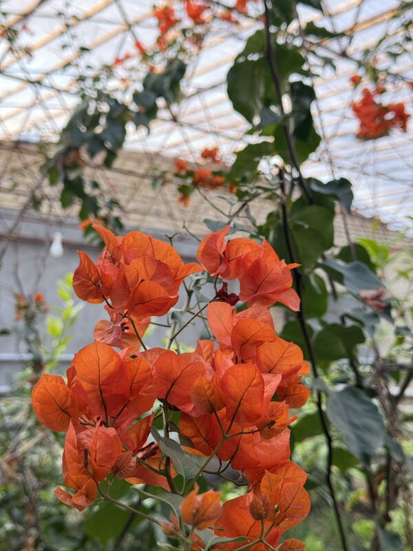 продается дача - Туркменабат - img 6