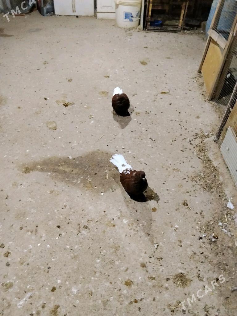 kepderi - Векильбазар - img 2