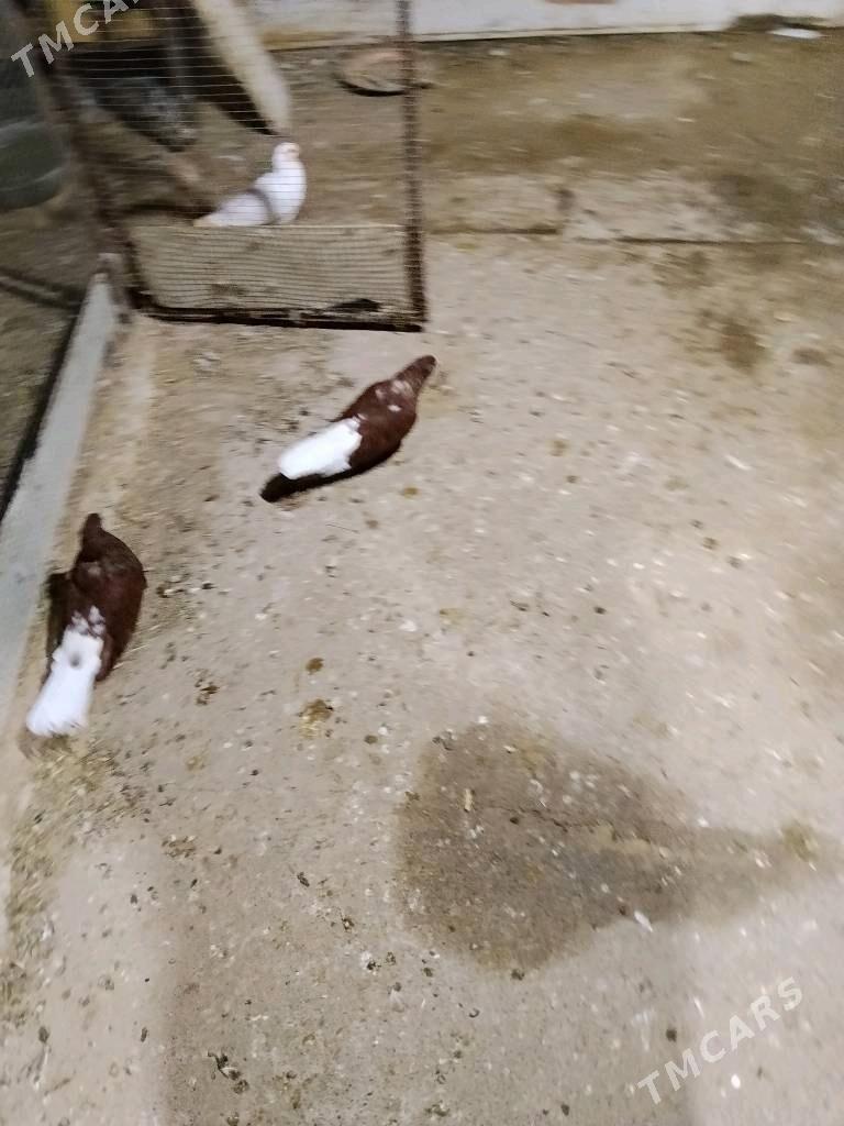 kepderi - Векильбазар - img 1