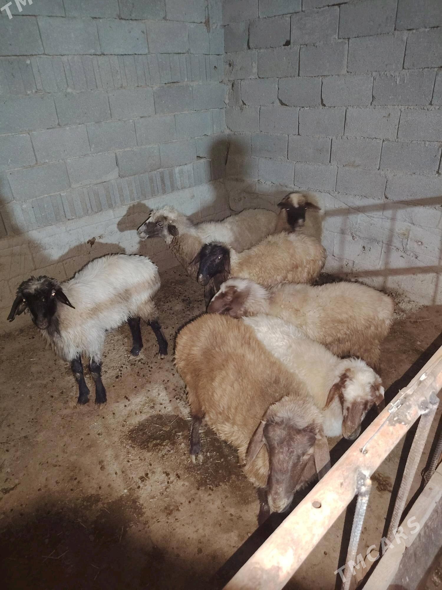 Goyun - Бахарден - img 2