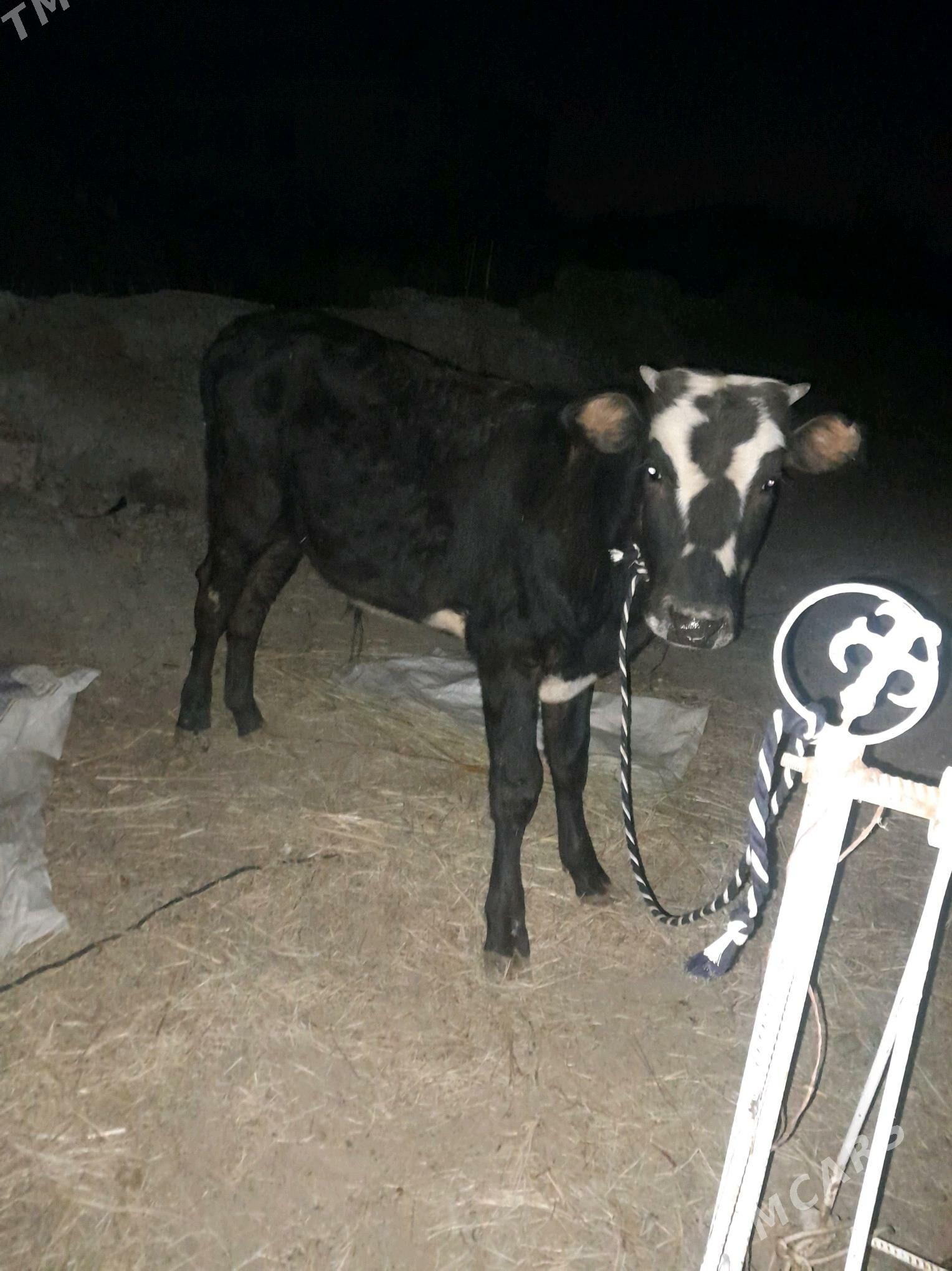 ökzçe - Murgap - img 2