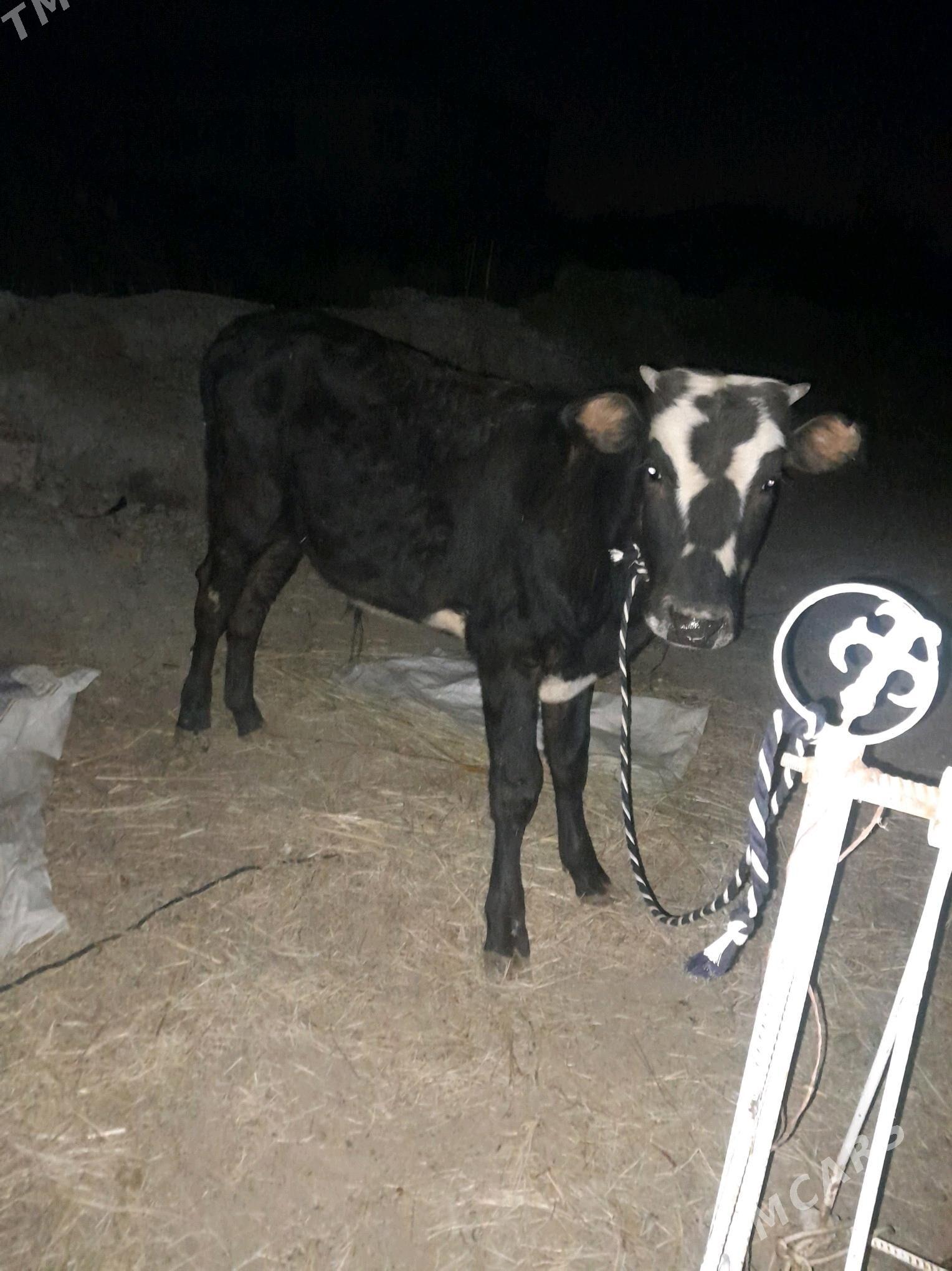 ökzçe - Murgap - img 1