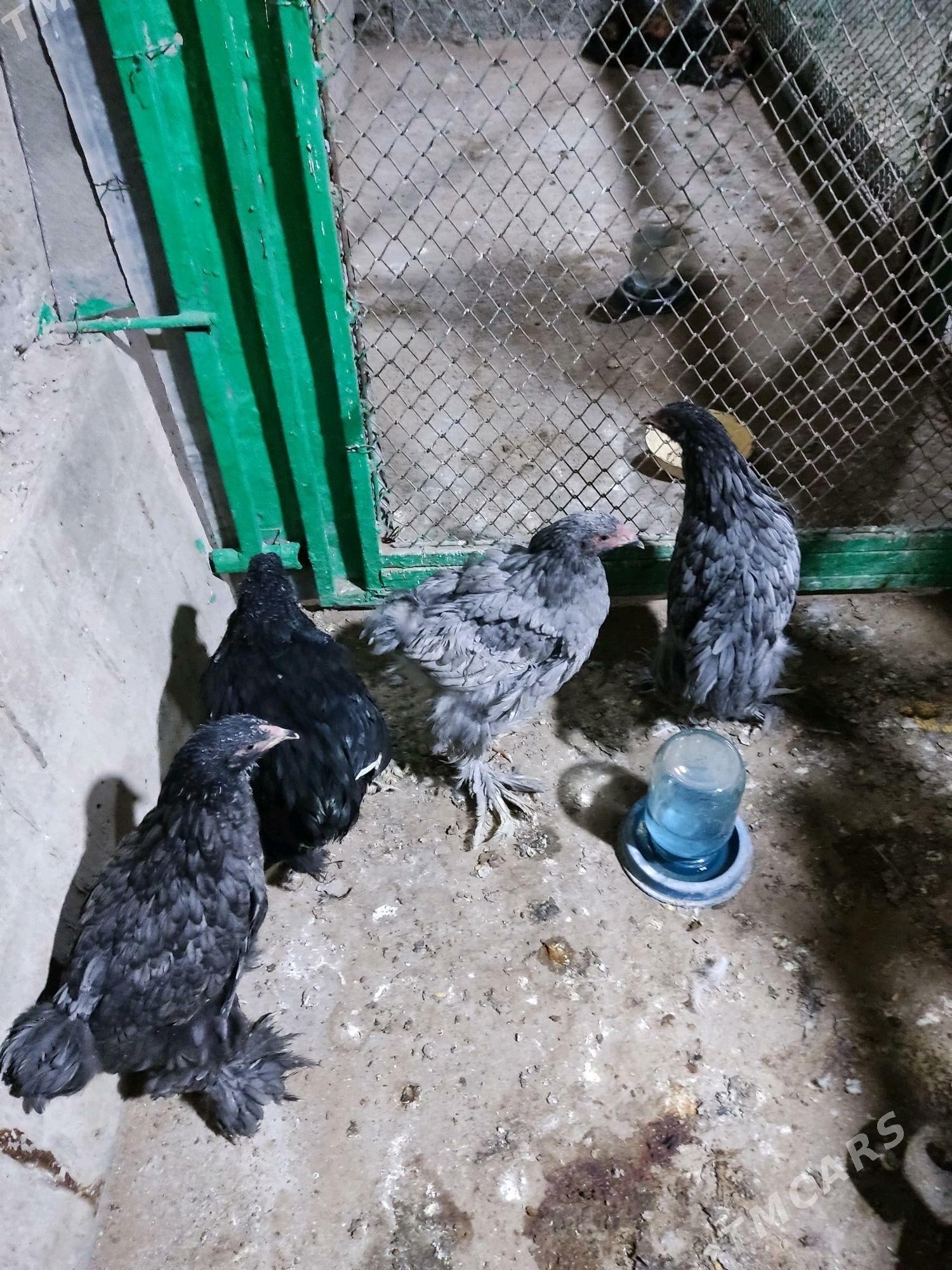 brama bluu - Гарадамак Шор - img 2