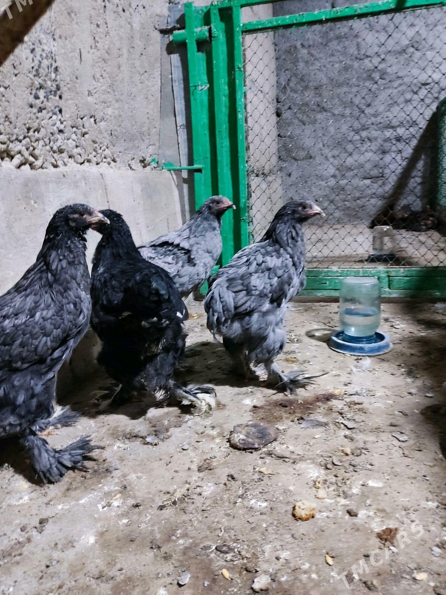 brama bluu - Гарадамак Шор - img 3