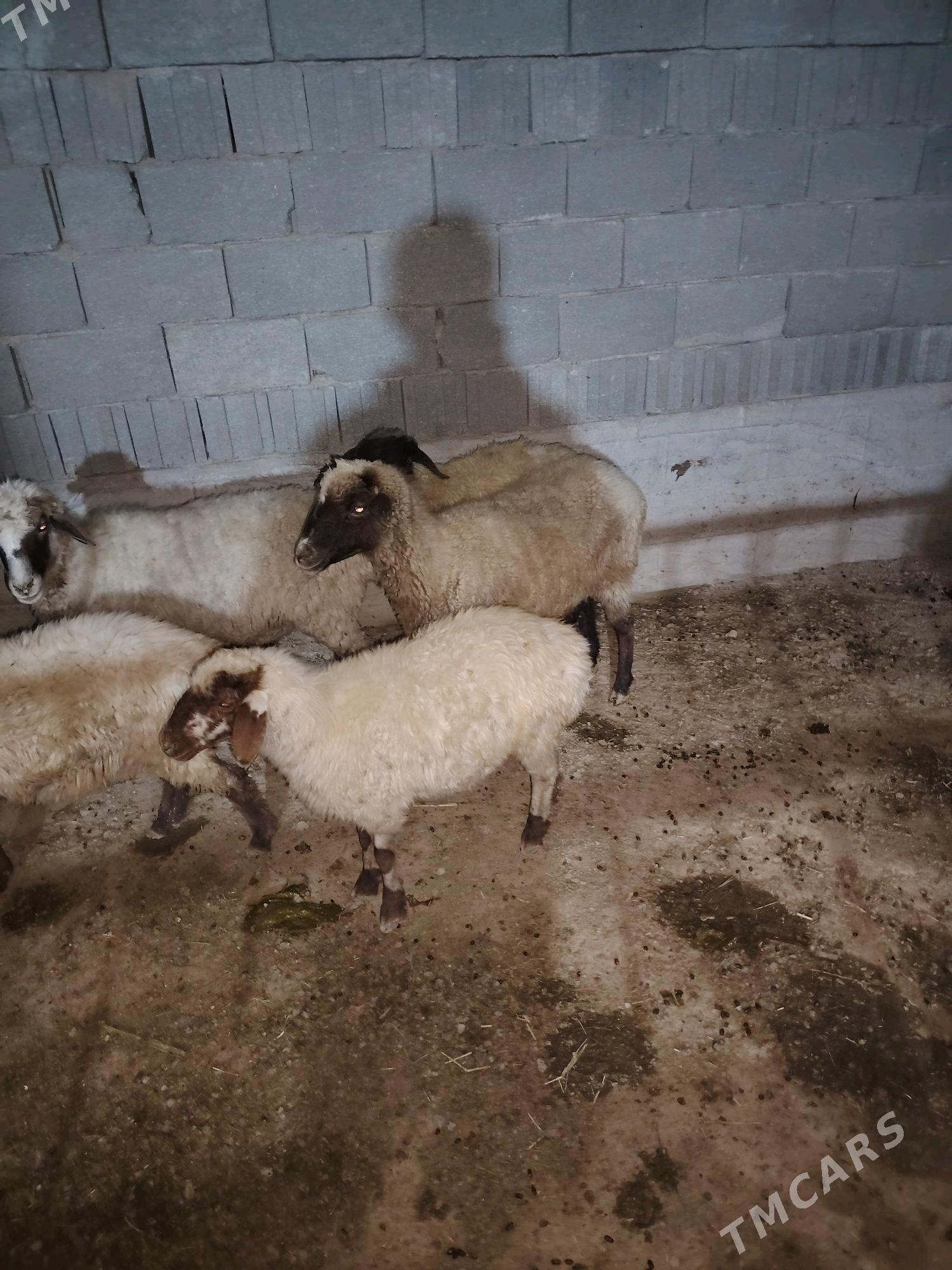 Goyun - Бахарден - img 3