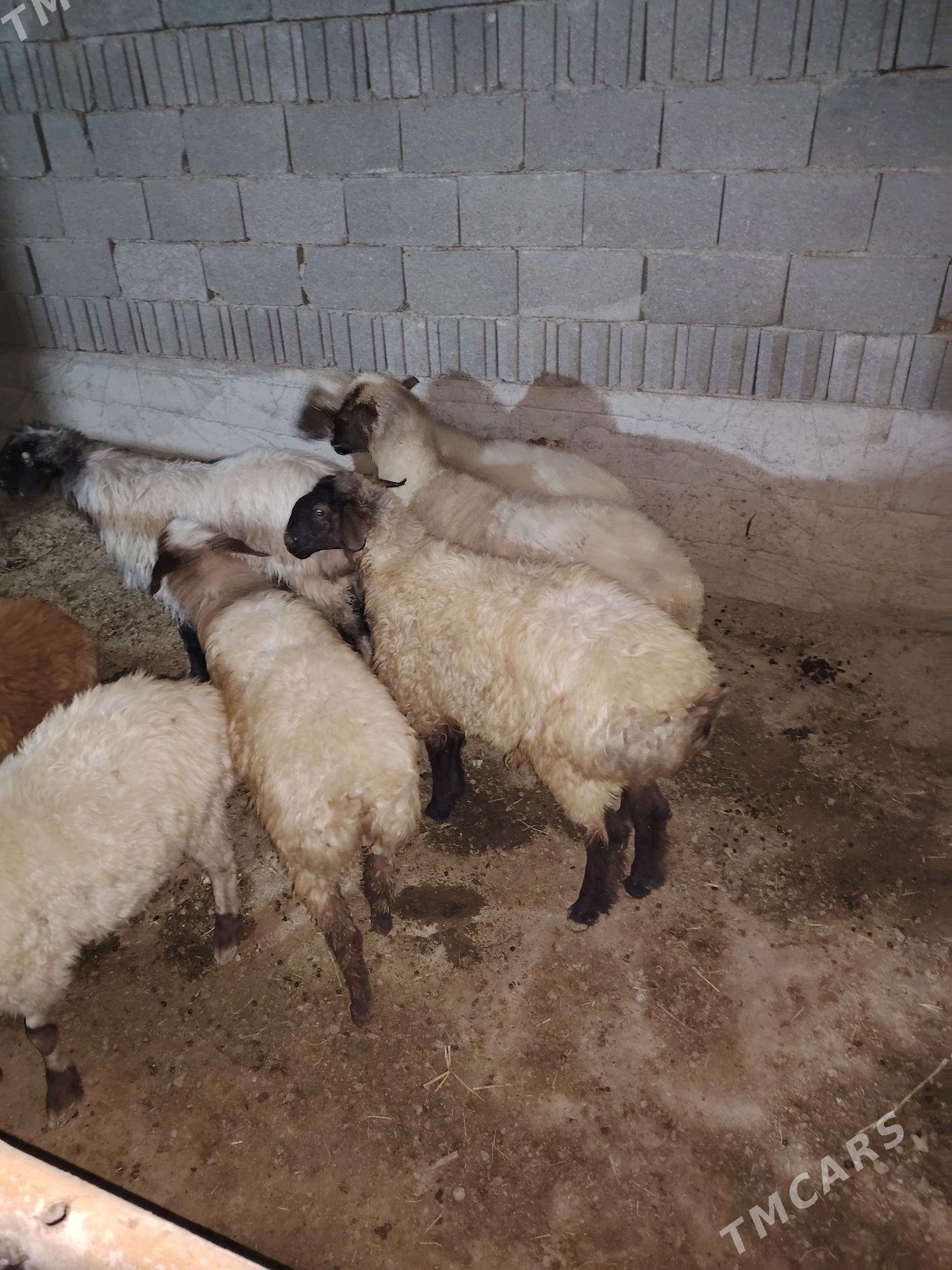 Goyun - Бахарден - img 1