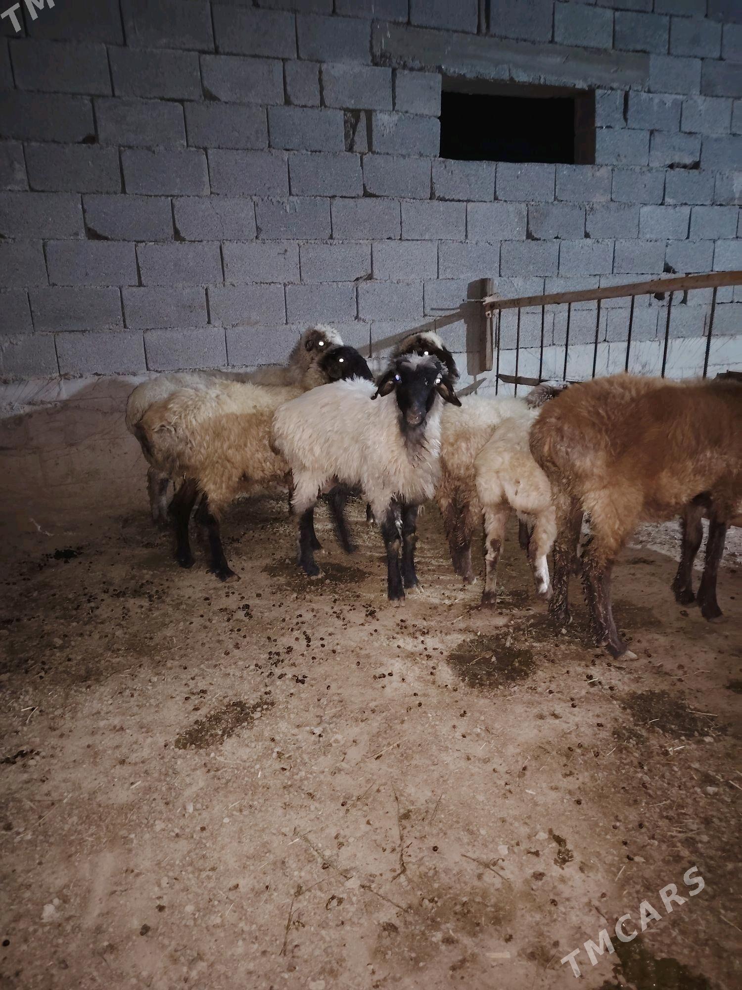 Goyun - Бахарден - img 4