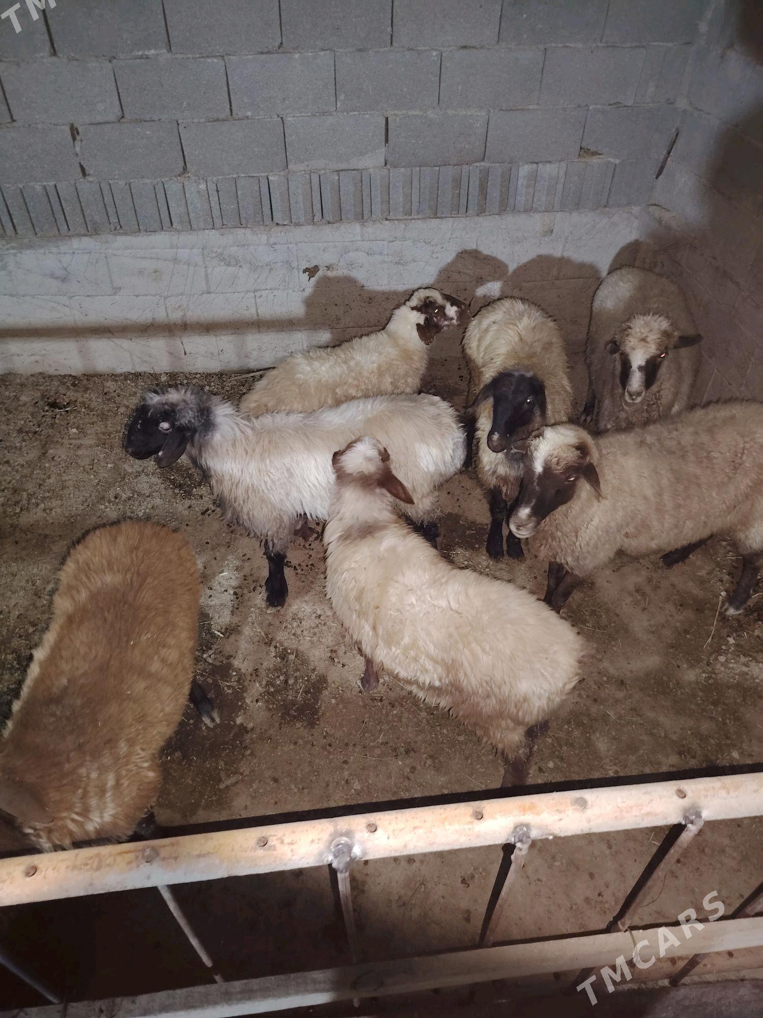 Goyun - Бахарден - img 5