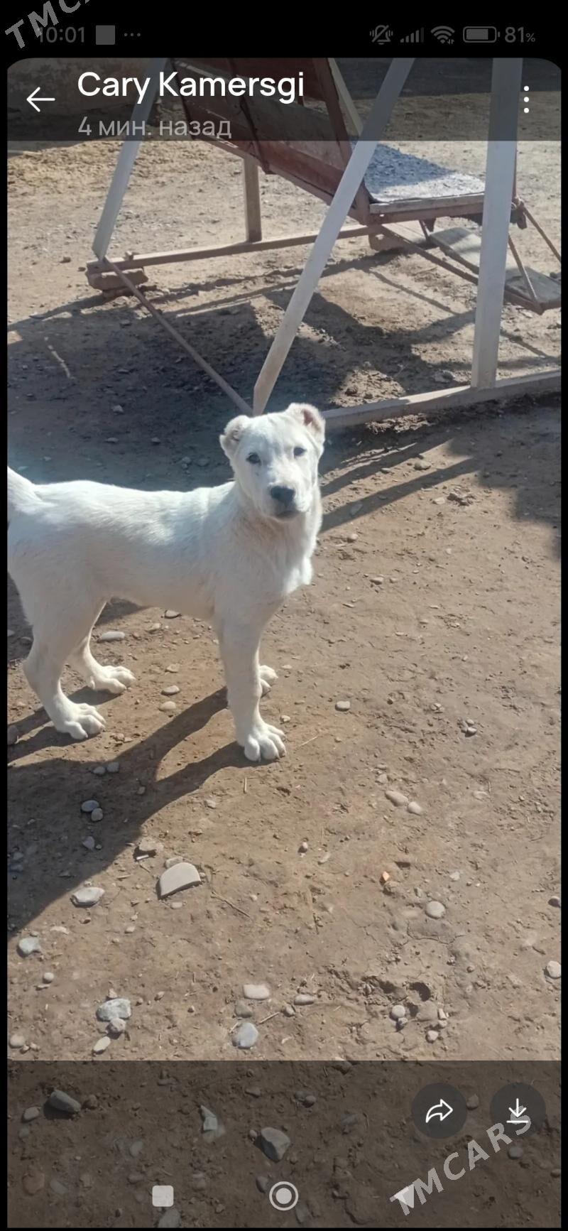 ALABAY AGUS - Векильбазар - img 3