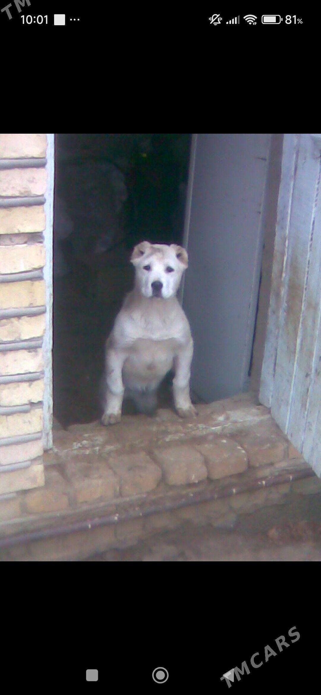 ALABAY AGUS - Векильбазар - img 4