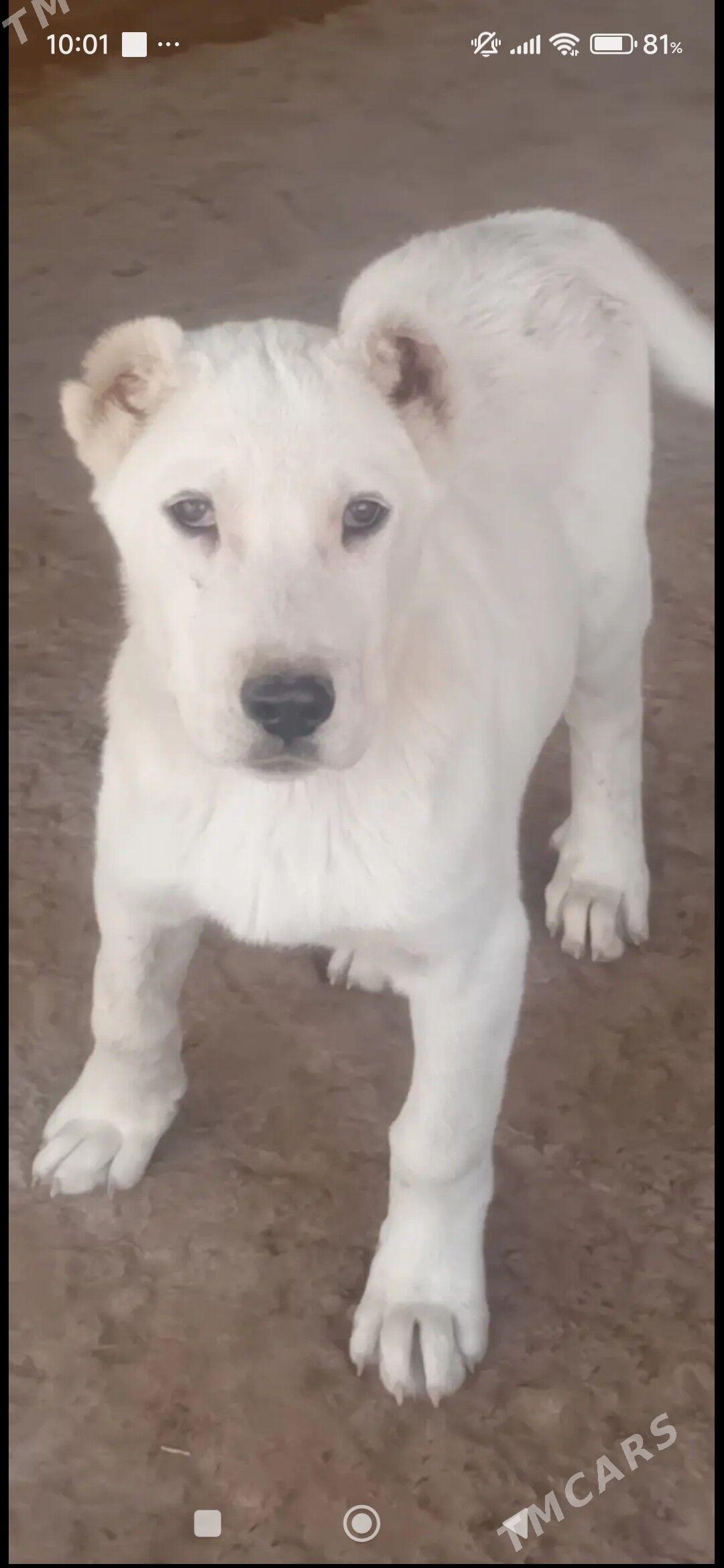 ALABAY AGUS - Векильбазар - img 1