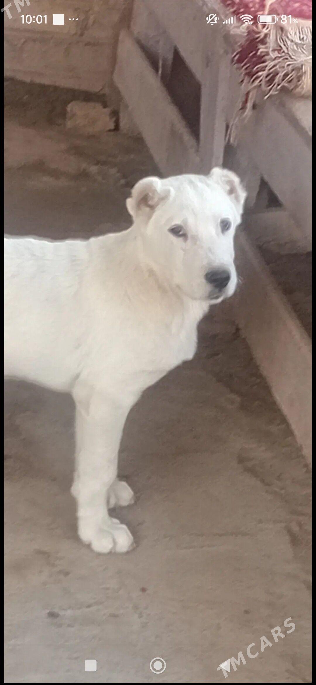 ALABAY AGUS - Векильбазар - img 2