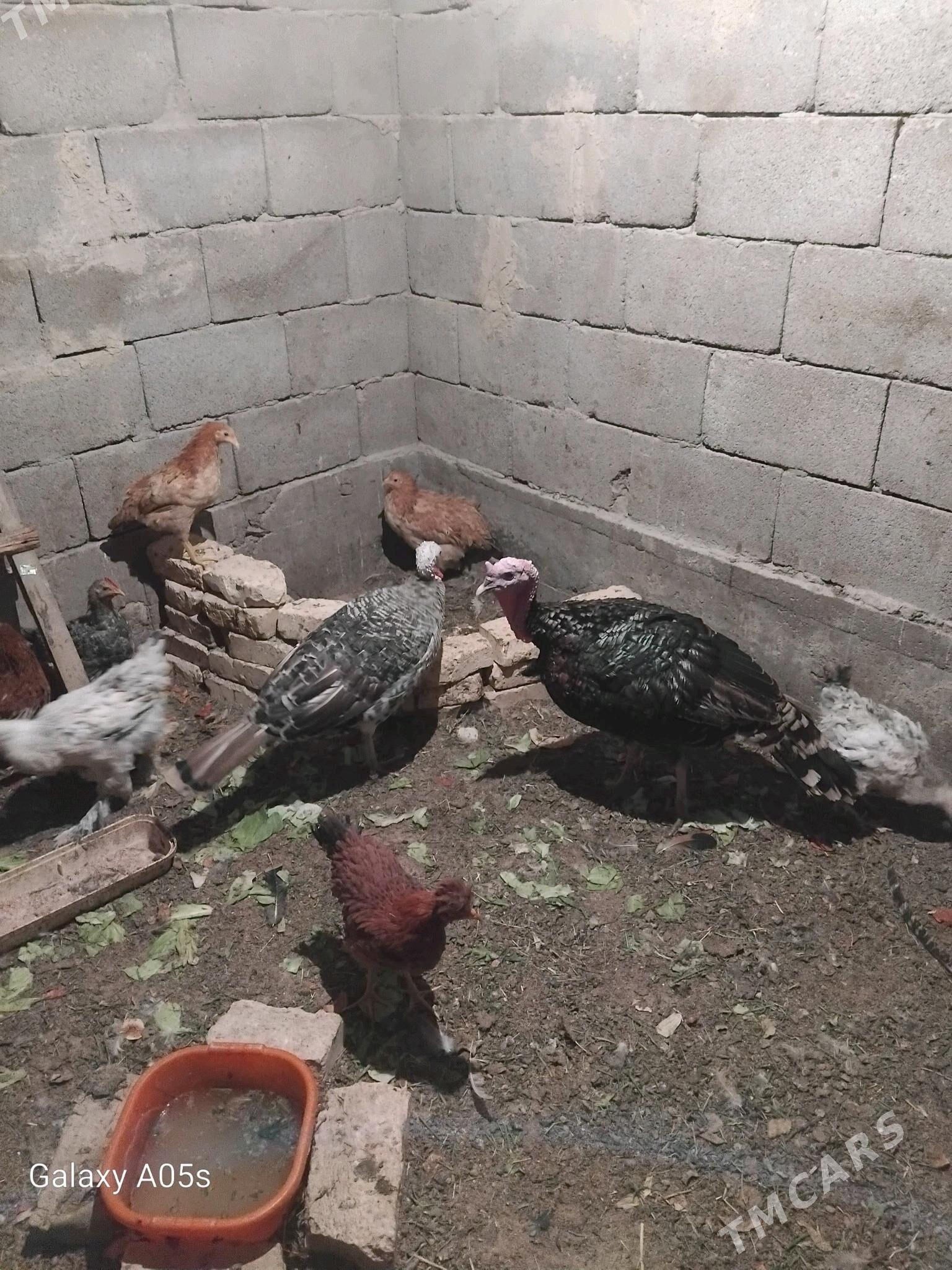 induk - Гёкдепе - img 1