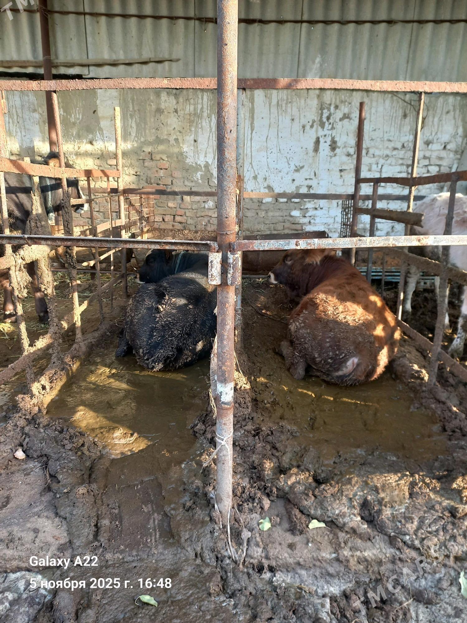 okuz 3 sany - Ашхабад - img 3