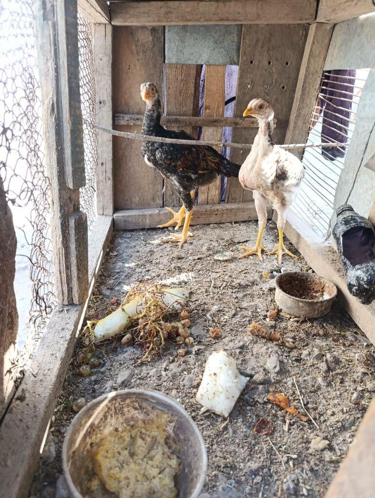 Baytso. Jujeler - Kerki - img 4