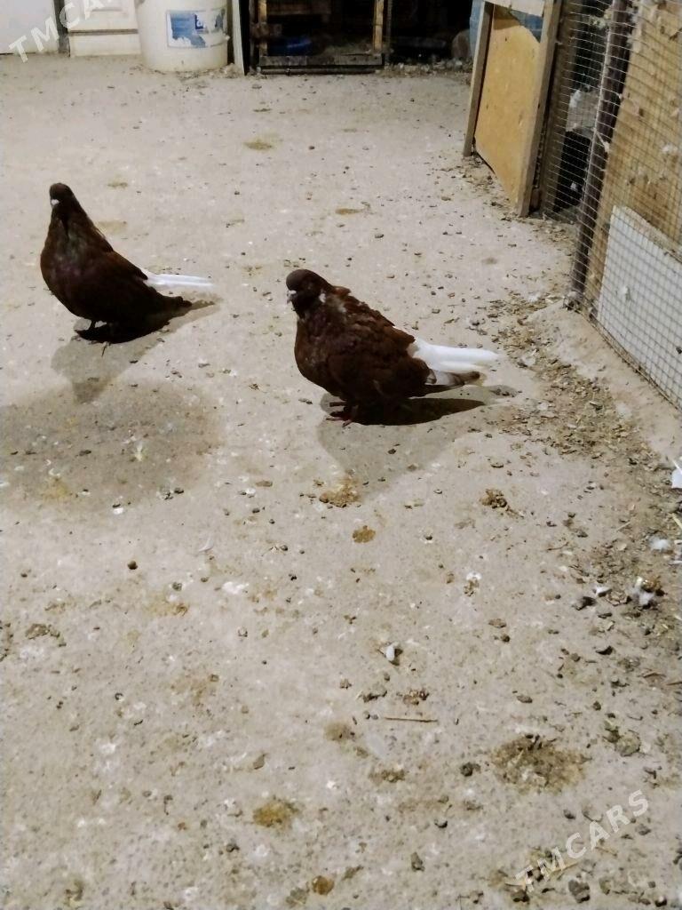 kepderi - Векильбазар - img 7