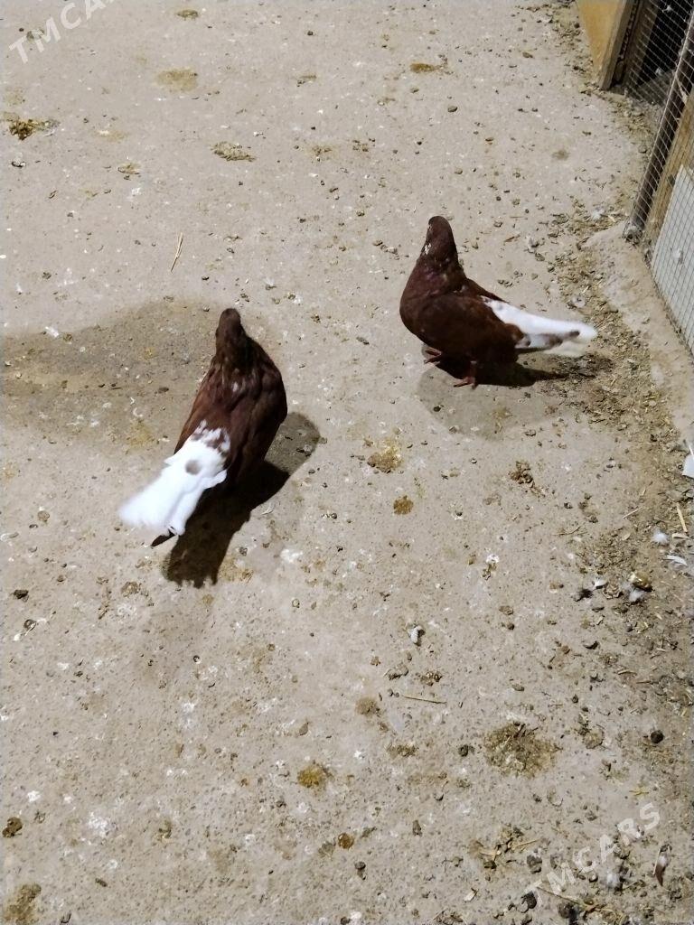 kepderi - Векильбазар - img 9