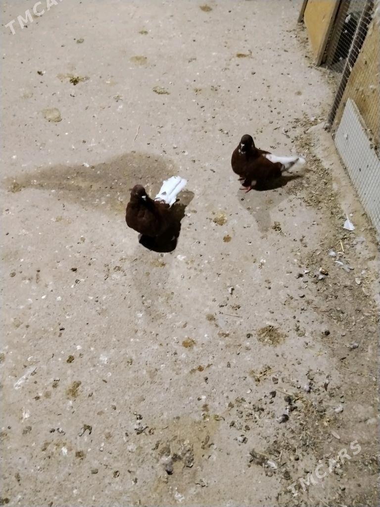 kepderi - Векильбазар - img 10