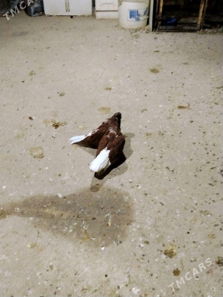 kepderi - Векильбазар - img 4