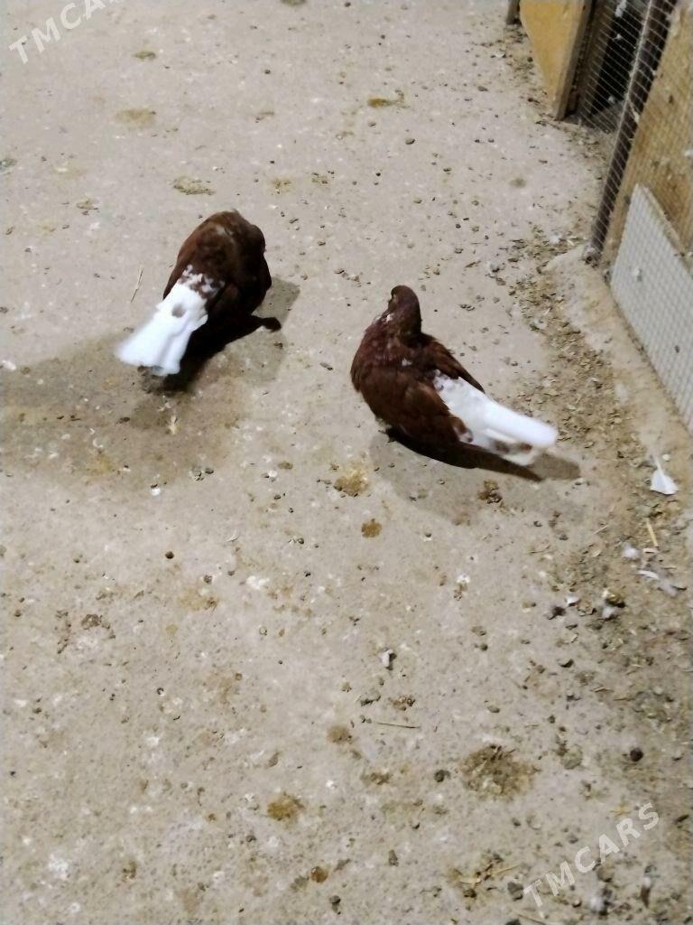 kepderi - Векильбазар - img 8