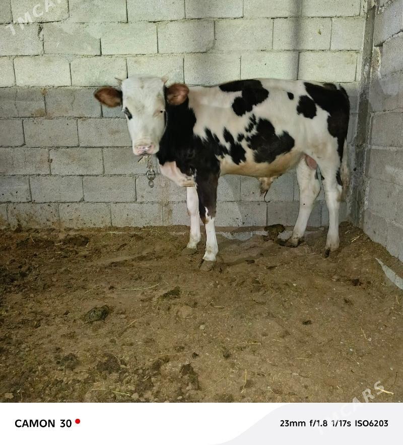 ökuz - Гёкдепе - img 1