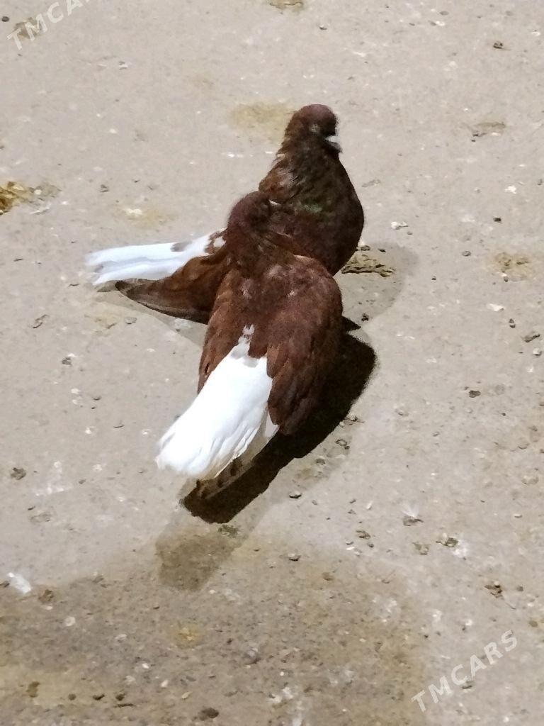 kepderi - Векильбазар - img 3