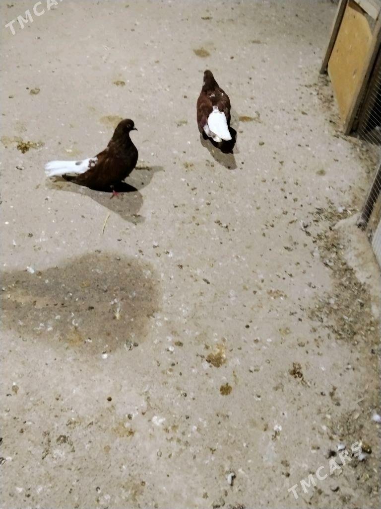 kepderi - Векильбазар - img 6