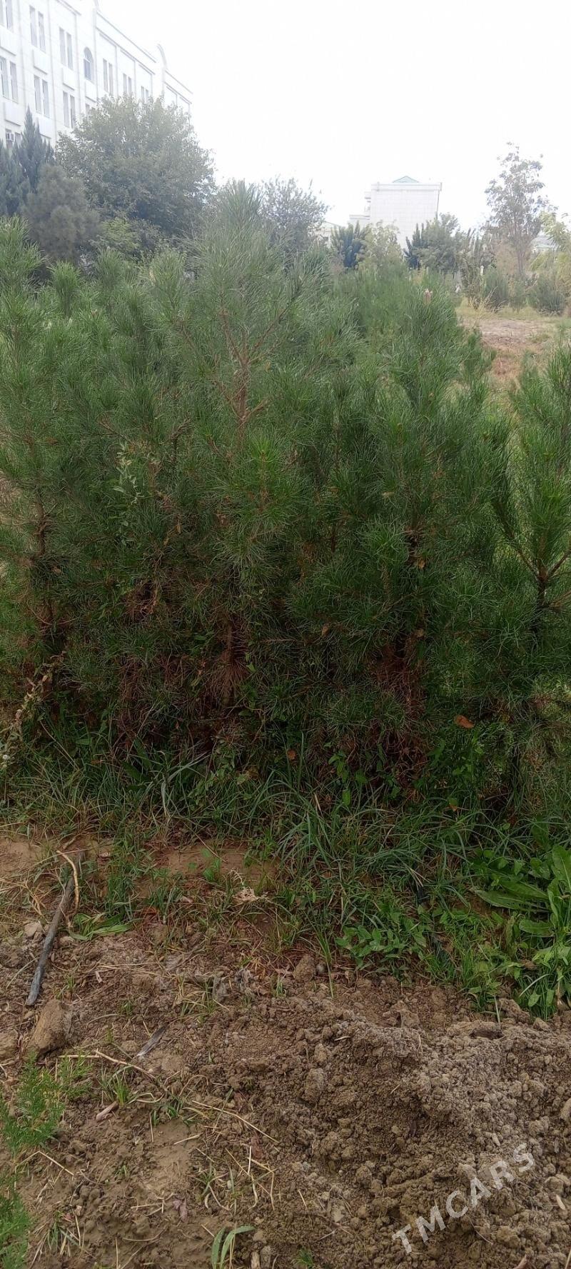 yolka sosna - Ашхабад - img 1