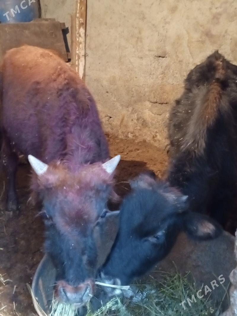 Okuz 2-sany - Ашхабад - img 2