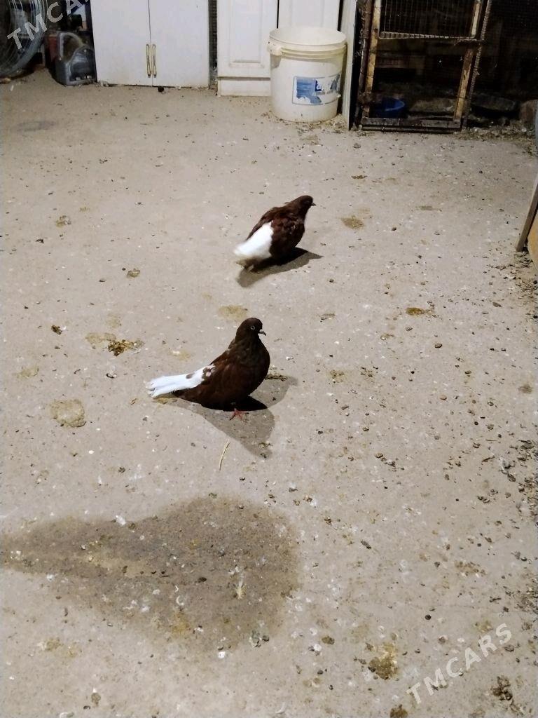 kepderi - Векильбазар - img 5