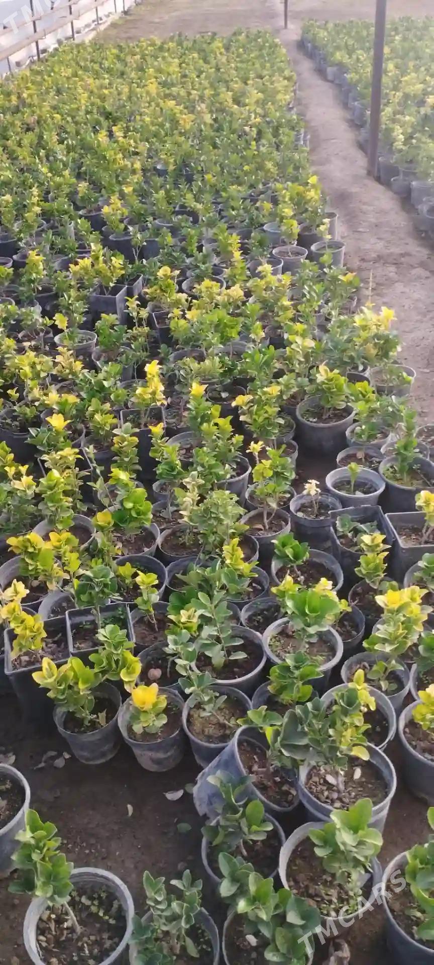 bereskelet,вечнозеленны - Туркменабат - img 4