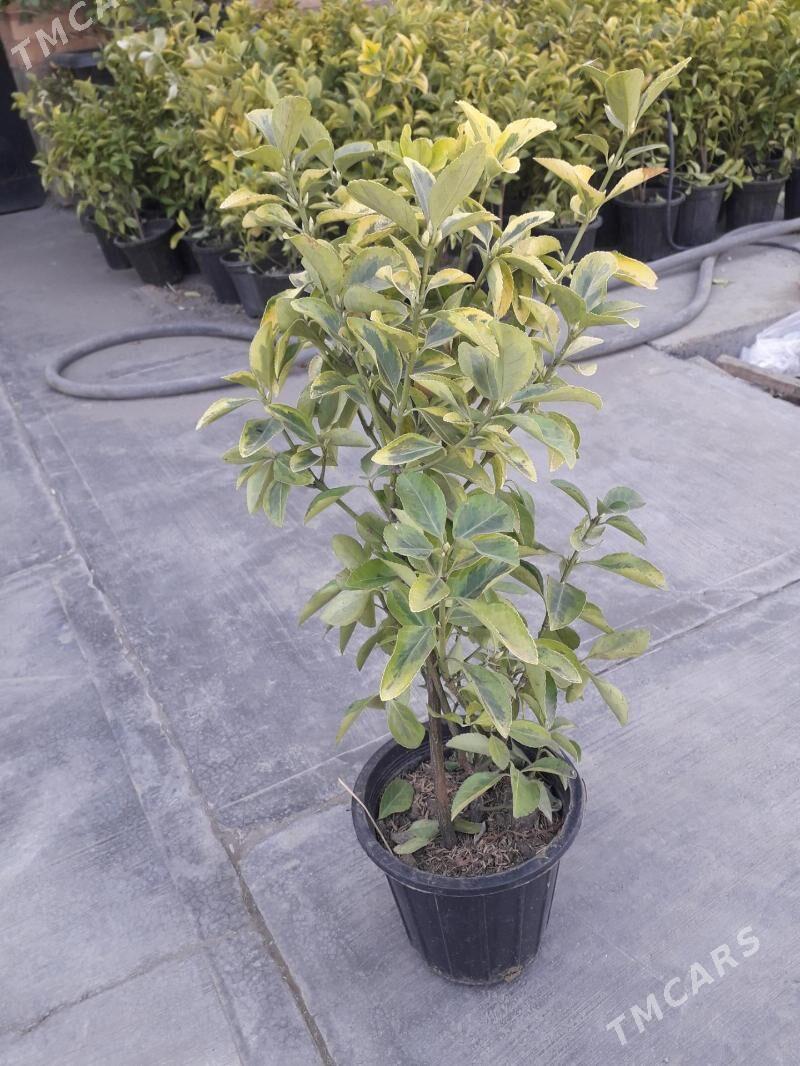 bereskelet,вечнозеленны - Туркменабат - img 1