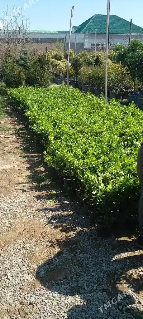 bereskelet,вечнозеленны - Туркменабат - img 2