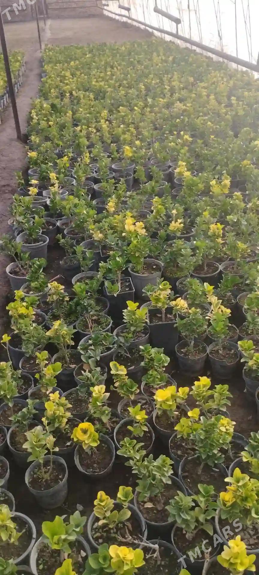 bereskelet,вечнозеленны - Туркменабат - img 3